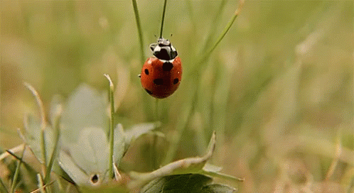 2023 BioBlitz