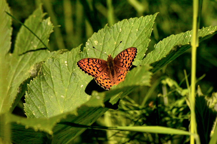 BioBlitz