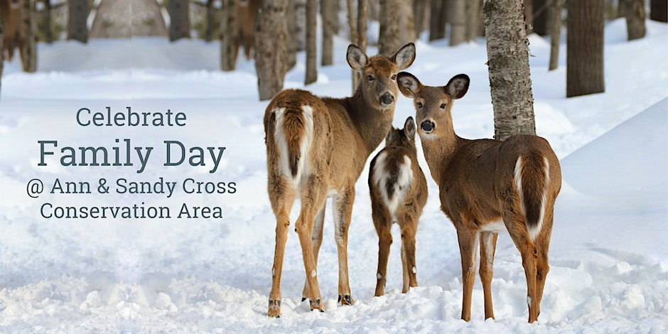 Family Day Forest Bathing Walk