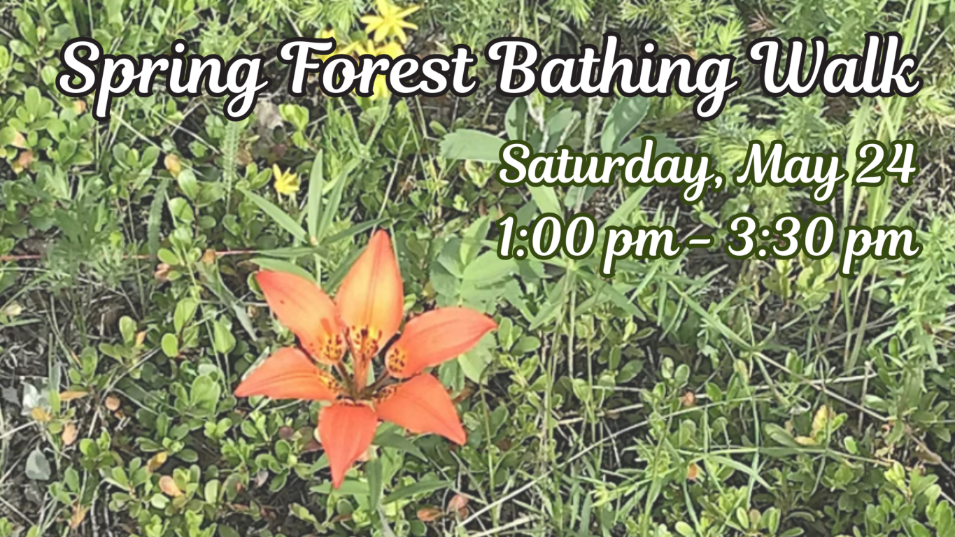 Spring Forest Bathing Walk