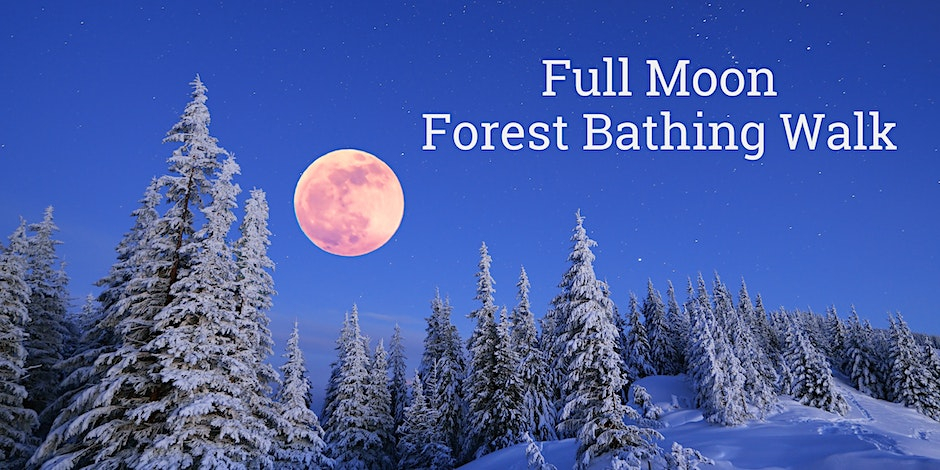 Full Moon Forest Bathing Walk