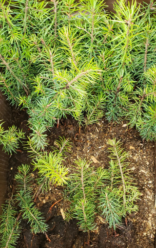 Junior Forest Warden