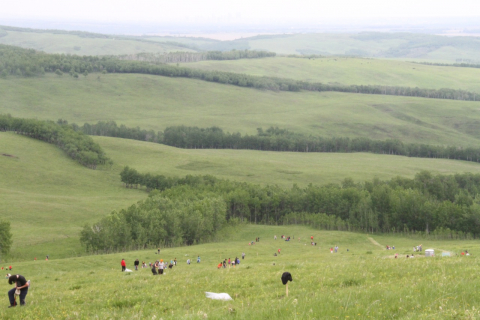 Junior Forest Warden