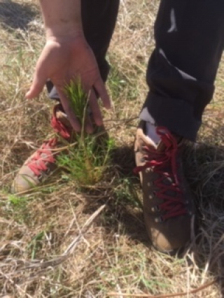 Junior Forest Warden