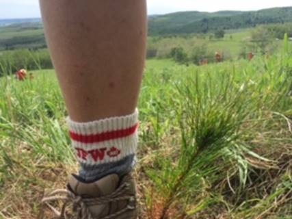 Junior Forest Warden