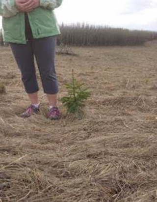Junior Forest Warden