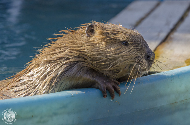 AIWC Beaver Release (2018)
