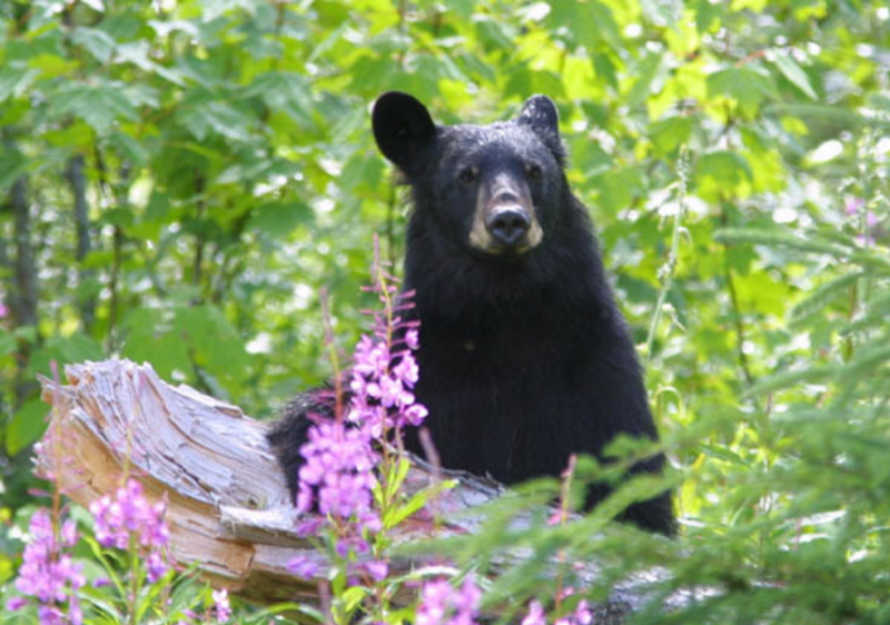 Panel 6: Side by Side (Image)