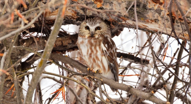 Conservation Organizations